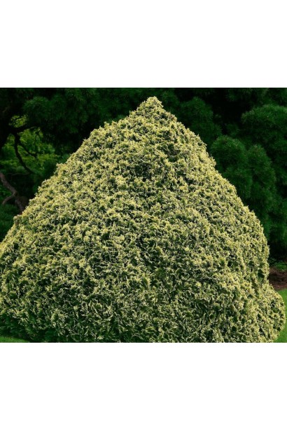 Кипарисовик Лавсона ’Pygmaea Argentea’ в контейнері.